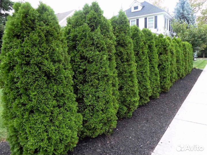 Туи зеленые