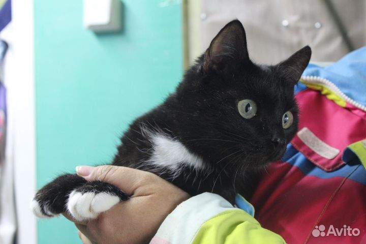 Кошечка Мыша