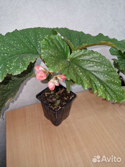 Бегония королевская