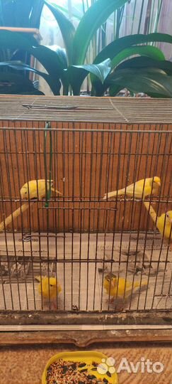 Кенара и канарейки