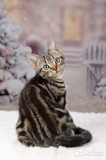 Американская короткошерстная кошка