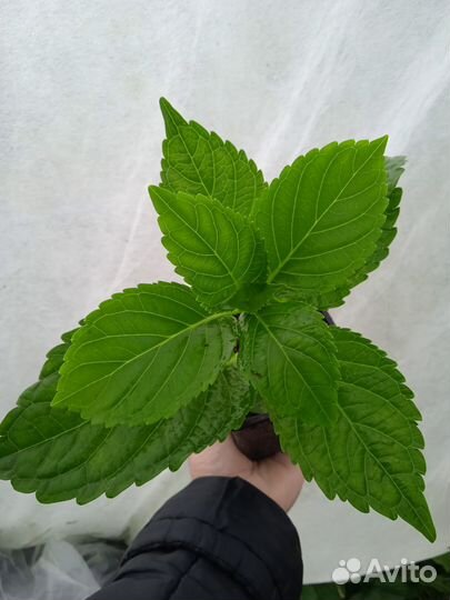 Гортензия Royalty Angel Wings Blue