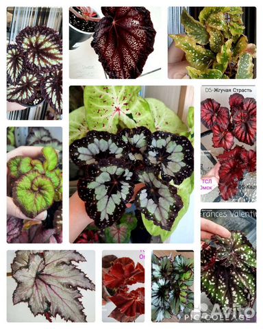 Бегонии сортовые