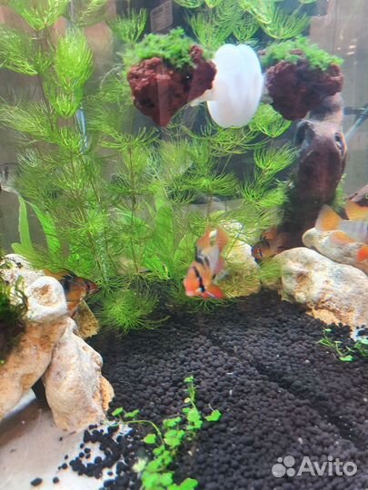 Апистограма рамерези рыбка