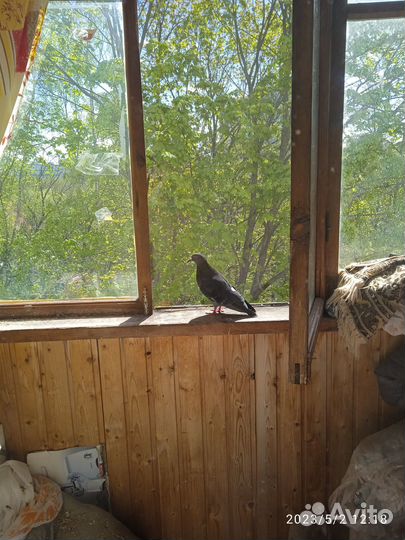 Голубка Яна молодая в Добрые руки