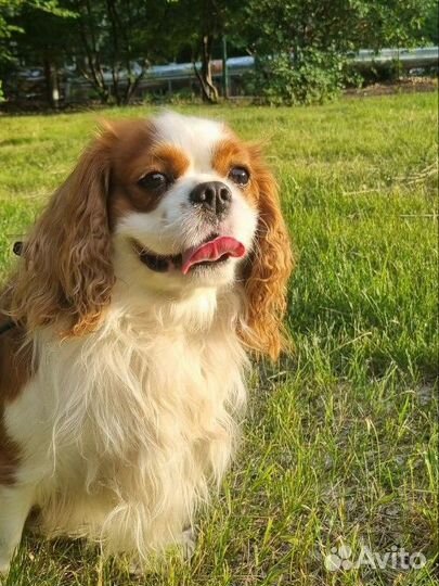 Выгуливаю собак