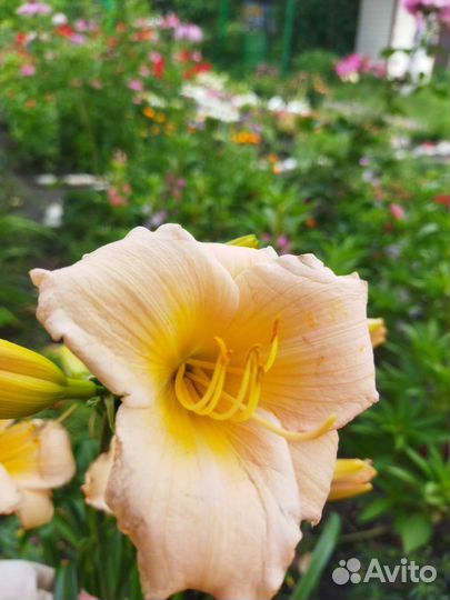 Лилейник сортовой, нежно-персиковый