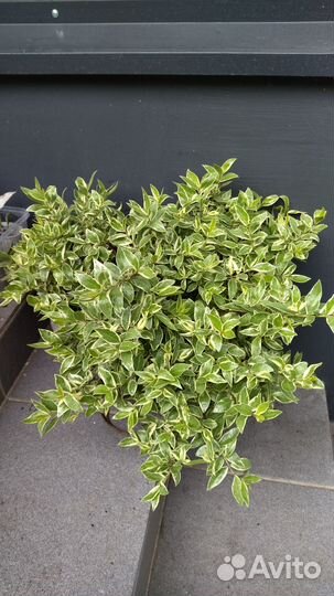 Эсхинантус Твистер. Мирт крупнолистн. вариегатный