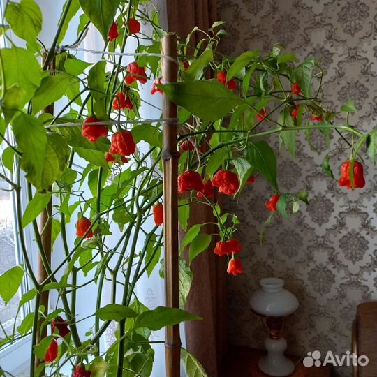 Перец красный острый. Продам семена