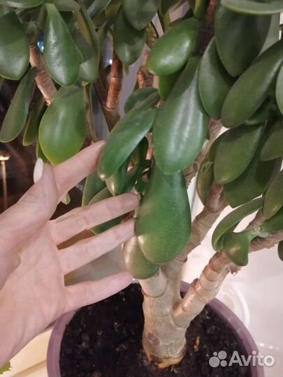 Большое денежное дерево с горшком