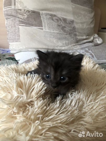 Отдам котиков малюток