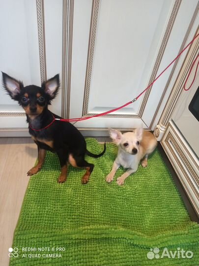 Собаки щенки