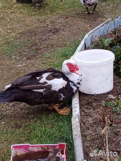 Мускусные утки