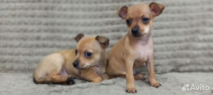 Мини той-терьер