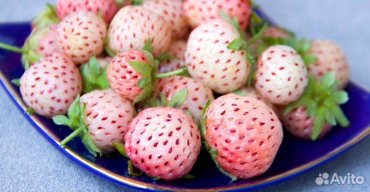 Клубника Пайнбери (ананасная)