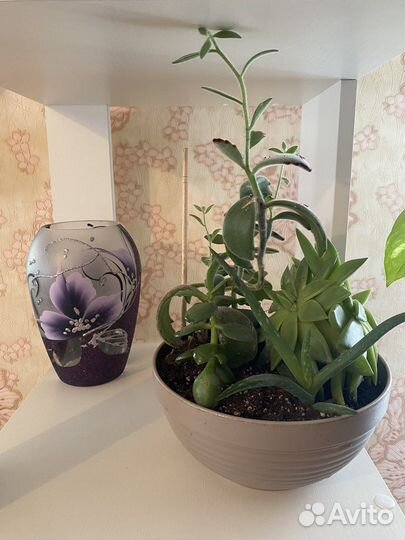 Суккуленты