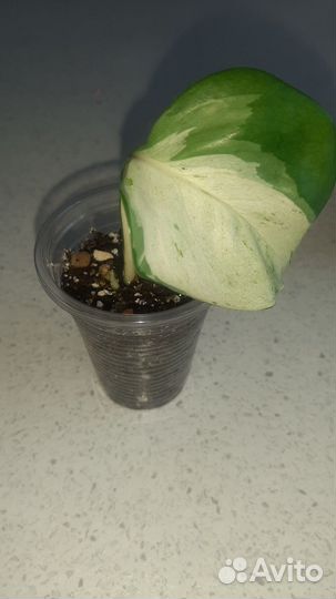 Эпипремнумы