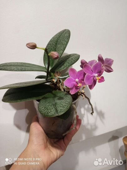 Орхидея фаленопсис