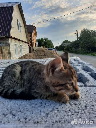 Котёнок бенгал