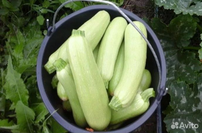 Корма для животных оптом