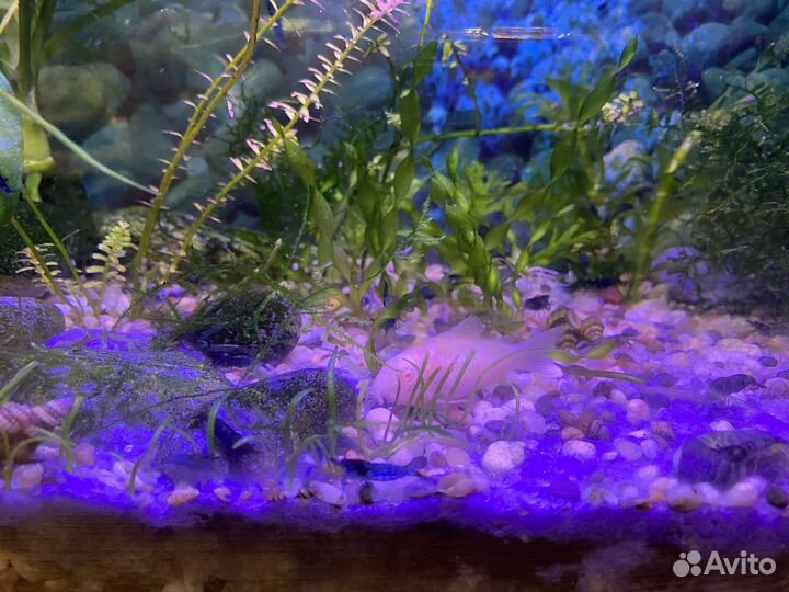 Креветки синий бархат