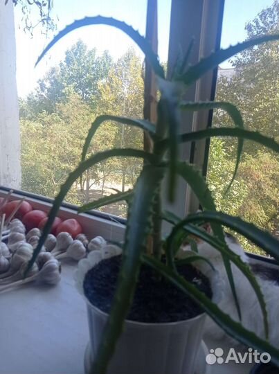 Алоэ лечебный, древовидный