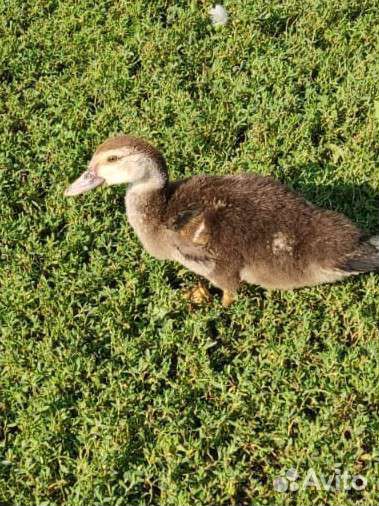 Домашняя птица