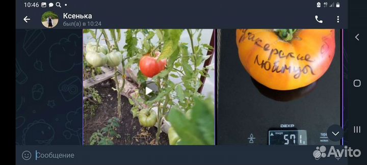 Семена томатов для теплицы и ог