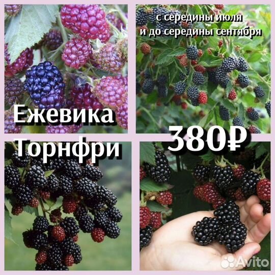 Саженцы ежевики