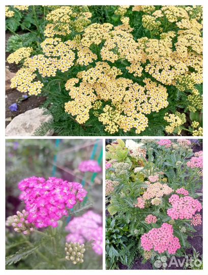 Тысячелистник