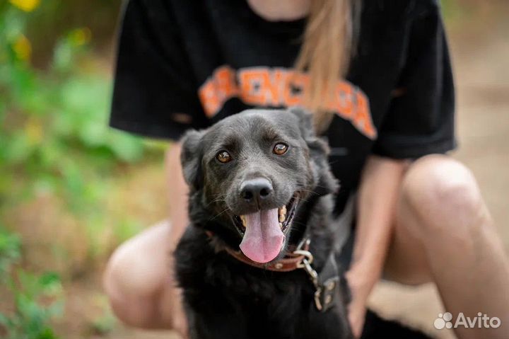 Собака в добрые руки