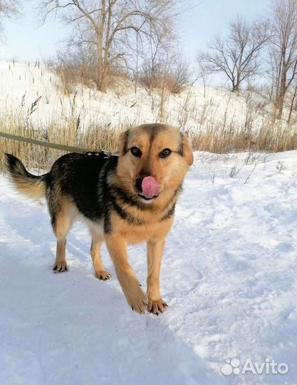 Собака Скарлет