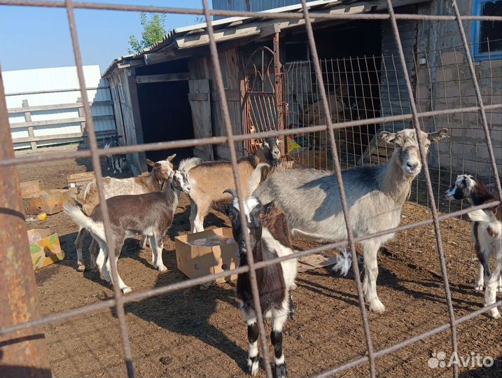 Козы и козлята продажа