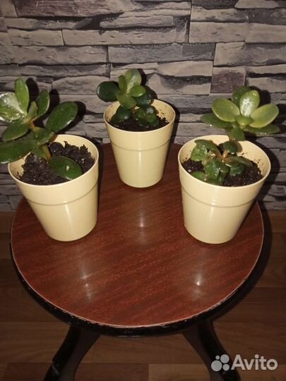 Денежное дерево (Крассула. Толстянка) за 59