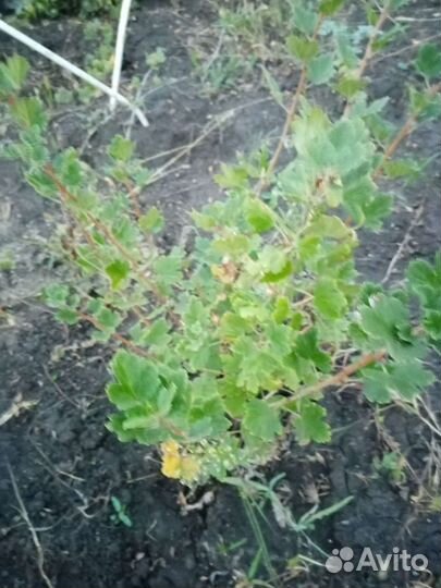 Крыжовник малошипный