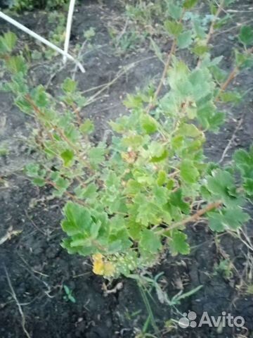 Крыжовник малошипный