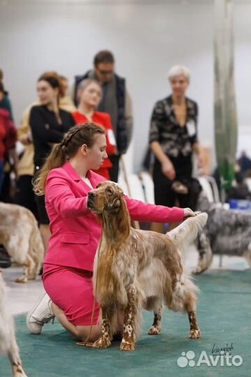 Профессиональный хендлер