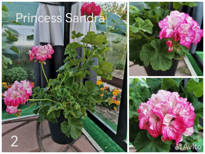 Пеларгонии сортовые