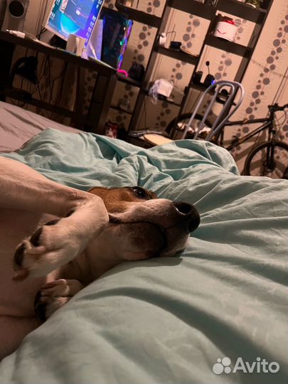 Передержка собак/Догситтер/Зооняня/Выгул