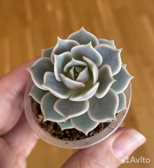 Суккуленты