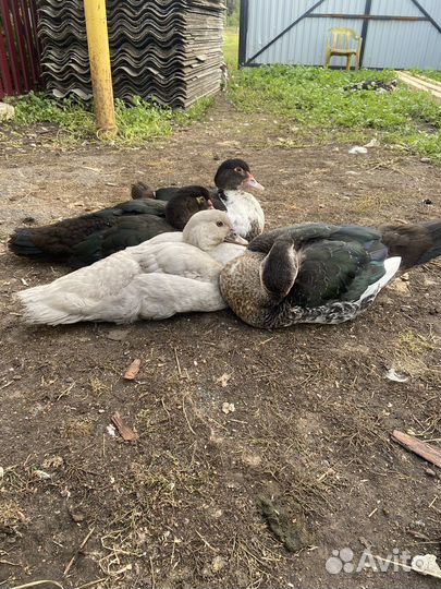 Лавандовые утки тяжелой линии