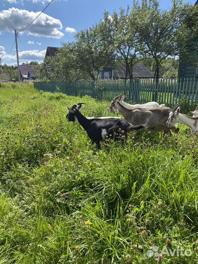 Коза,молодые петушки