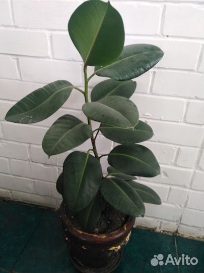 Цветы комнатные