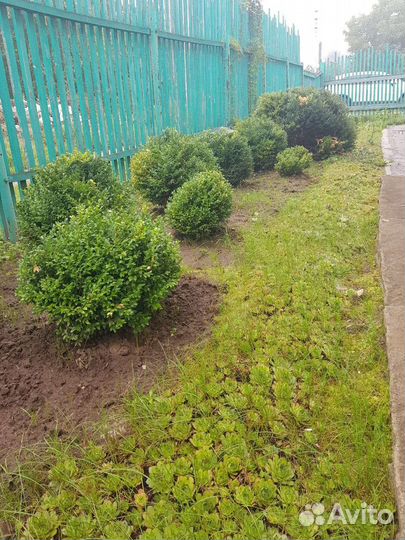 Самшит, саженцы самшита, туя