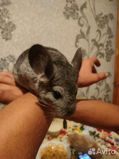 Шиншилла