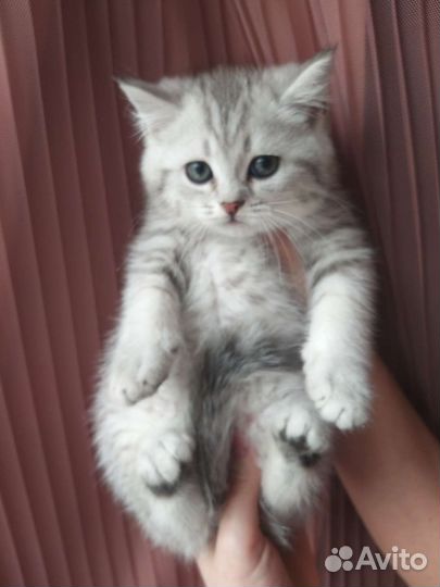 Шотландские котятки