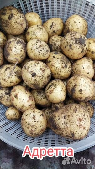 Посадочный картофель 3 репродукция по сортам