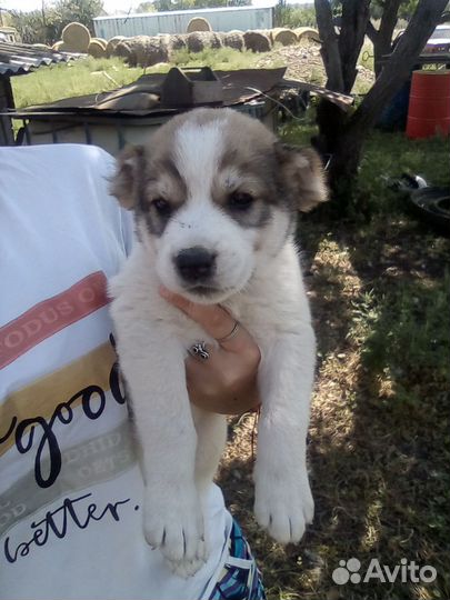 Среднеазиатская овчарка алабай щенки