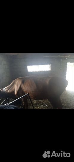 Корова дойная с теленком