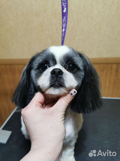 Грумер стрижка собак